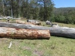 Selecting a log for slabbing