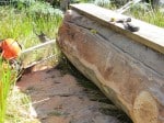 Cutting a log for bench seat tops