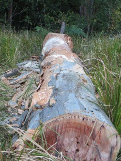 preparing log for cutting
