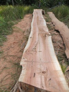 Log after cutting into slabs