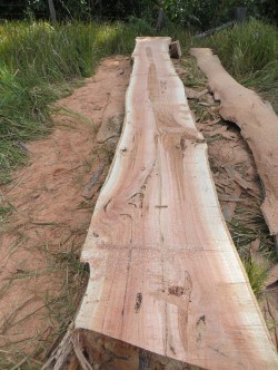 Log after cutting