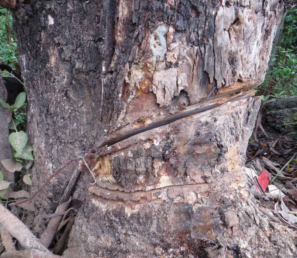 Timber Furniture Sydney