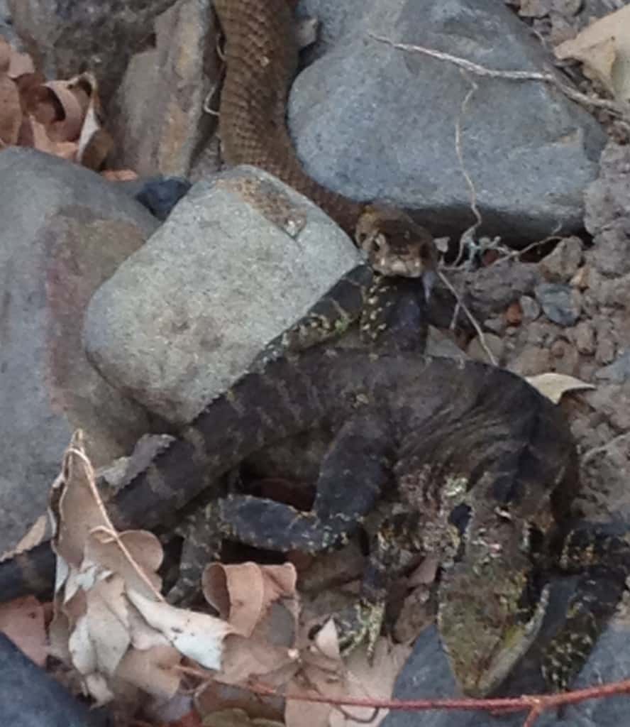 Timber Furniture Sydney