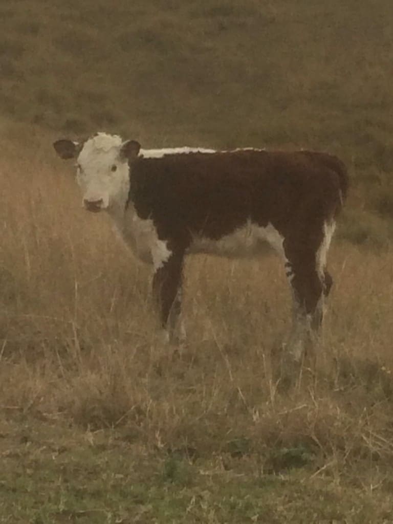 Timber Furniture Sydney