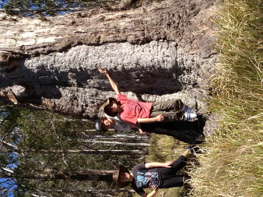 Timber Furniture Sydney