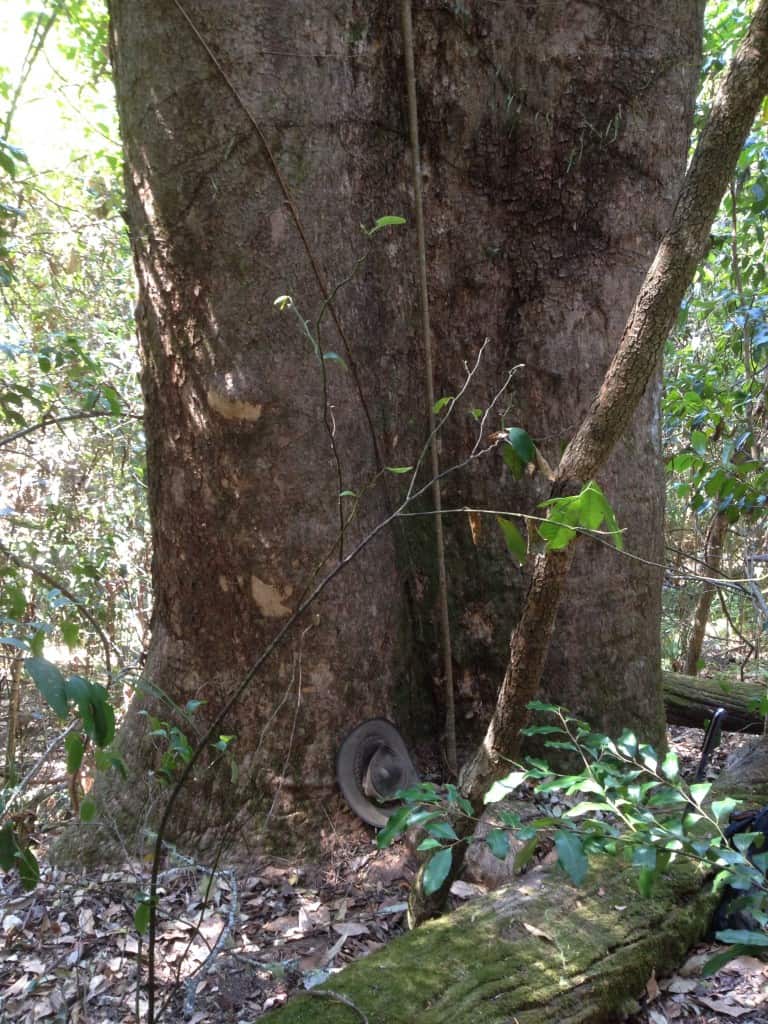 Timber Furniture Sydney