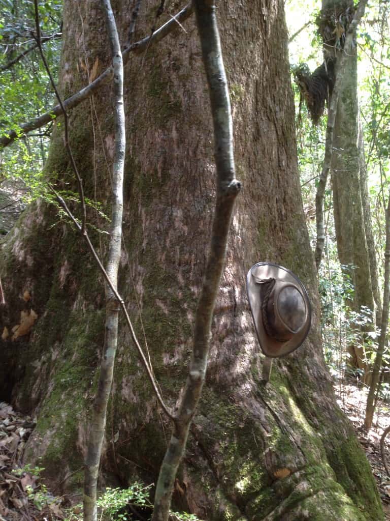 Timber Furniture Sydney