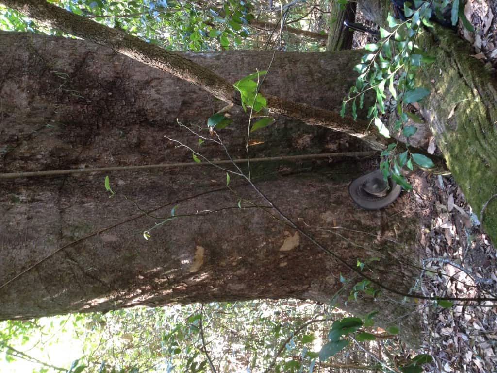 Timber Furniture Sydney