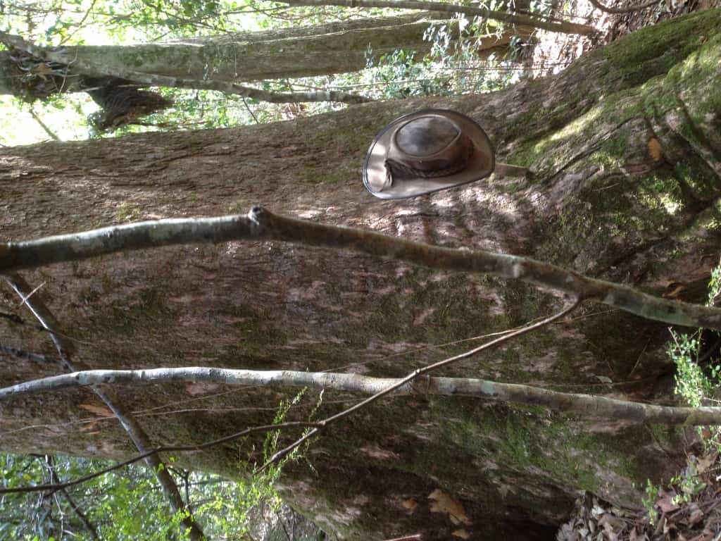 Timber Furniture Sydney