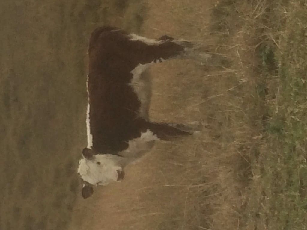 Timber Furniture Sydney