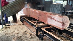 Milling bloodwood timber